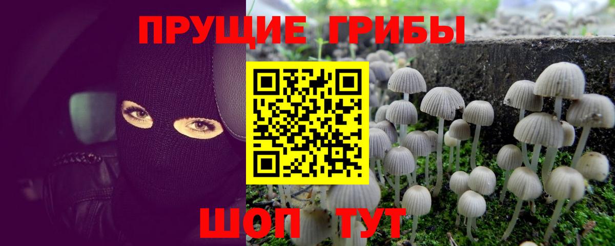 Псилоцибиновые грибы Psilocybine cubensis Лабытнанги